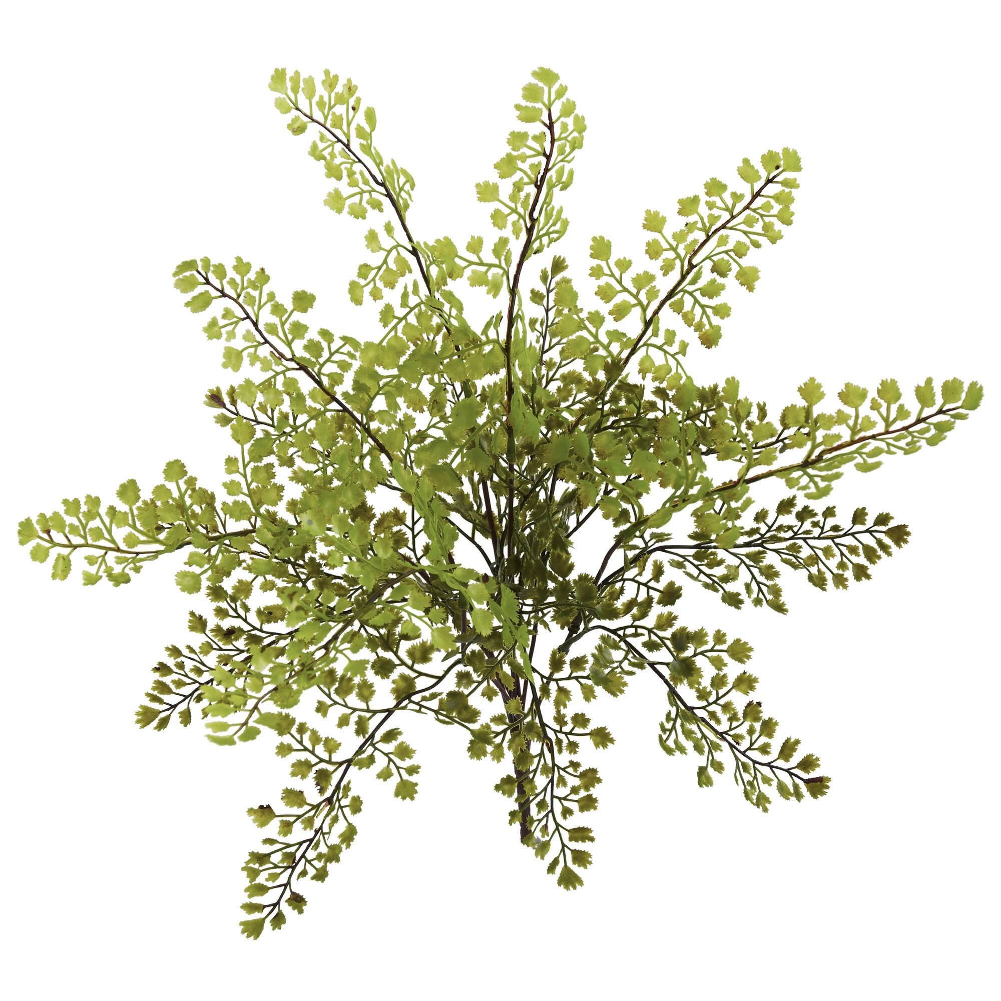 Maiden Hair Fern Spray, 12ct.